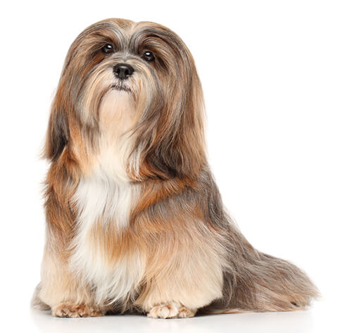 lhasa apso pedigree