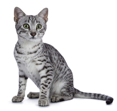 Egyptian Mau Cat Breed Information | Purina