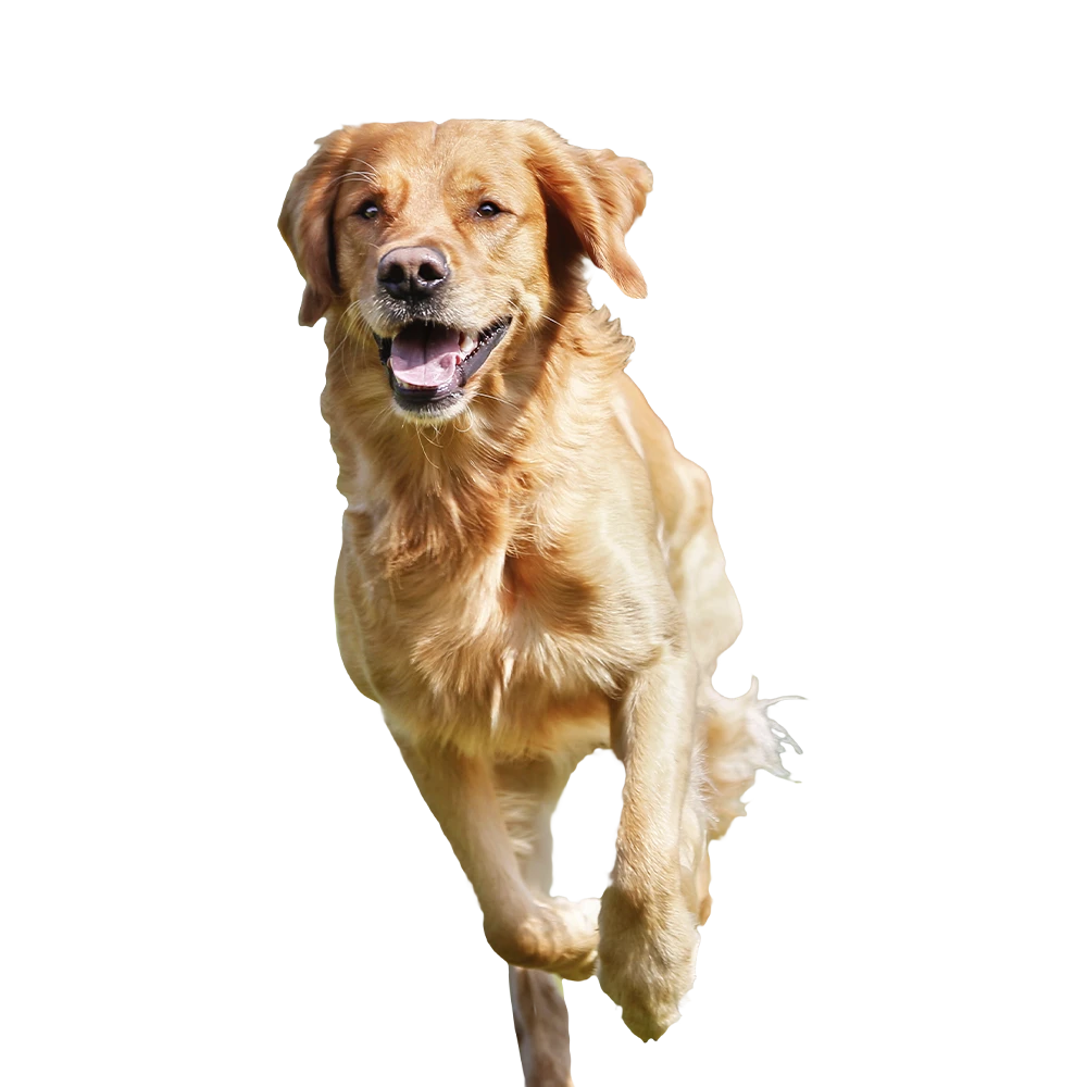Supercoat mascot dog