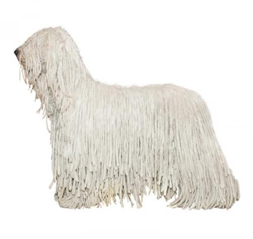 are bergamasco dogs tolerant