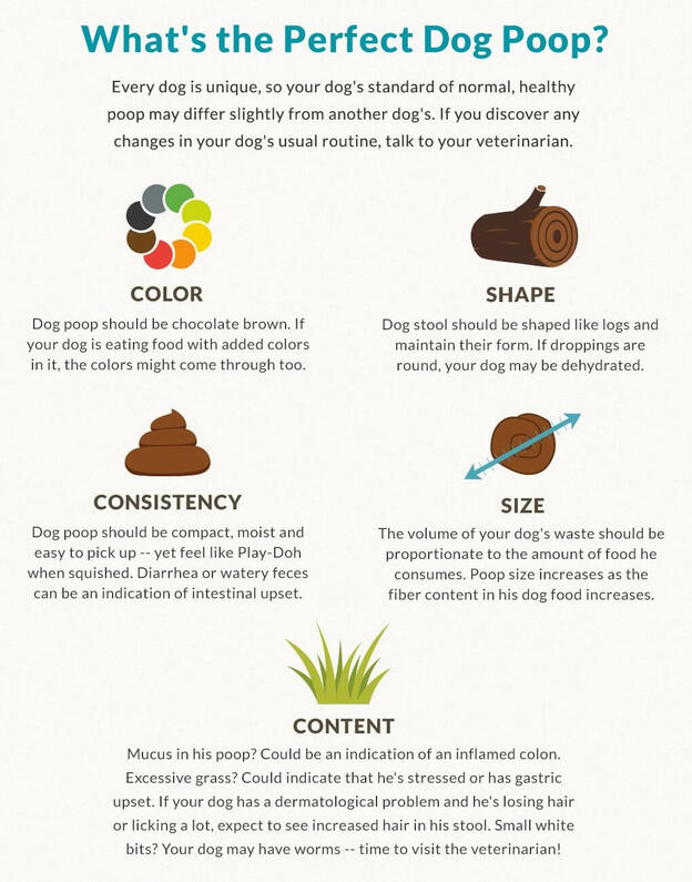 Perfect dog poop infographic