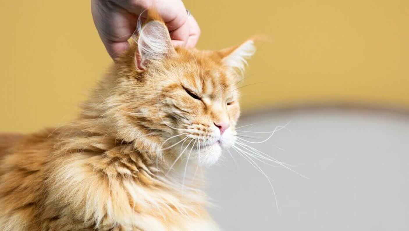 Ginger cat with closed eyes having head stroked