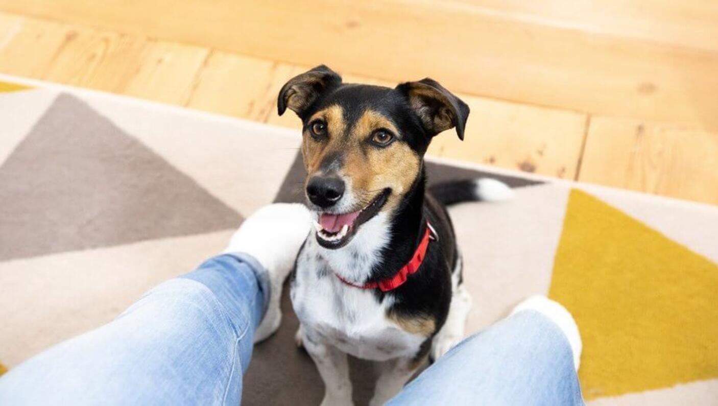 Jack Russell Terrier sitting on carpet between owner's legs
