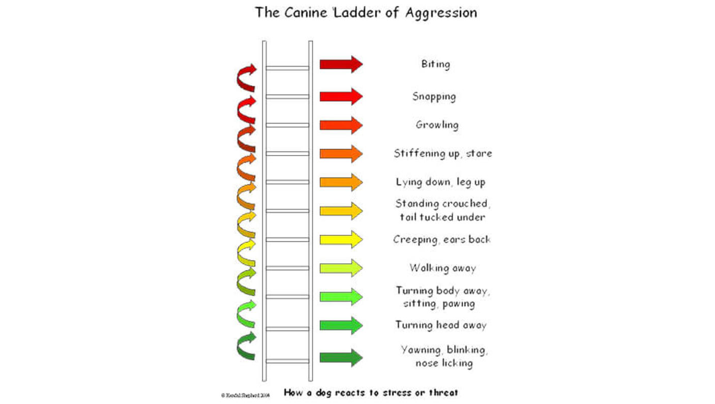 ladder of aggression