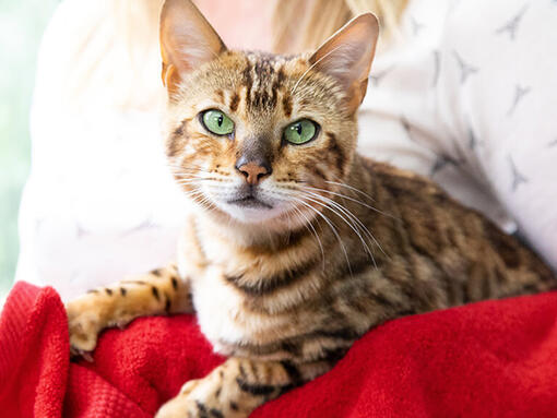 Cat sat on sofa