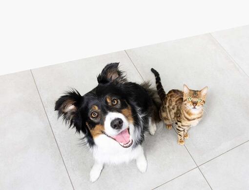 Dog and Cat looking upwards